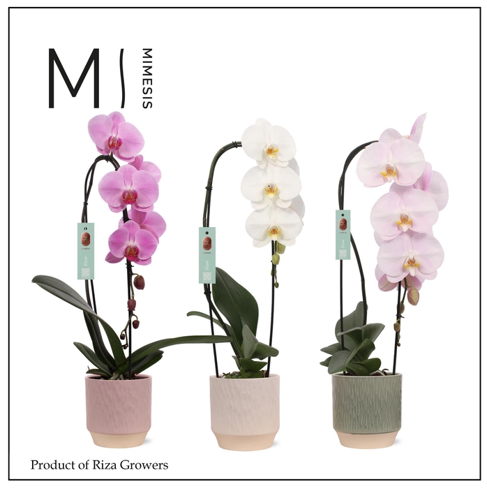 <h4>Phalaenopsis Flow Mix 1 spike – 12cm in Luna | Mimesis</h4>