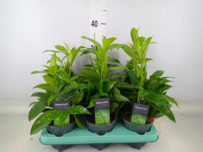 <h4>Dracaena surculosa</h4>