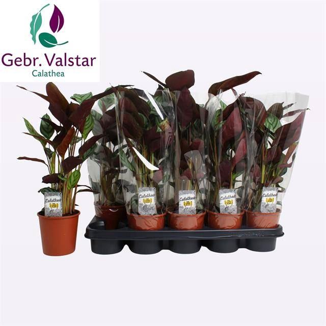 <h4>Ctenanthe setosa 'Compactstar'</h4>