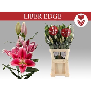 LI OR LIBER EDGE