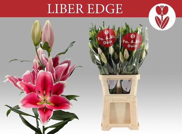 <h4>LI OR LIBER EDGE</h4>