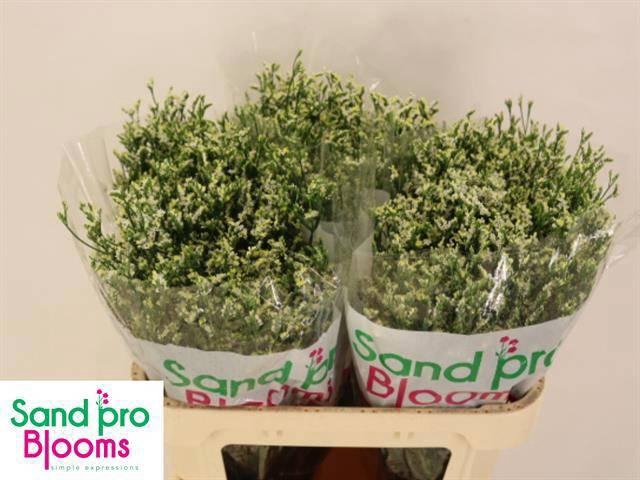 <h4>LIM SIN COOL DIAMOND</h4>