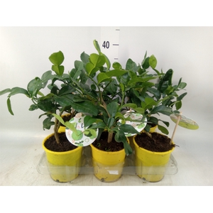Citrus hystrix