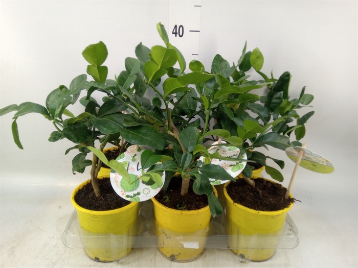 <h4>Citrus hystrix</h4>