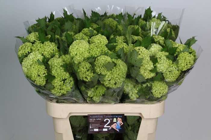 <h4>VIBURNUM ROSEUM ST</h4>