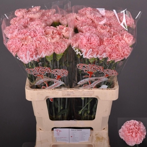 Dianthus st Jodie