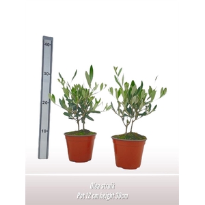Olea struik