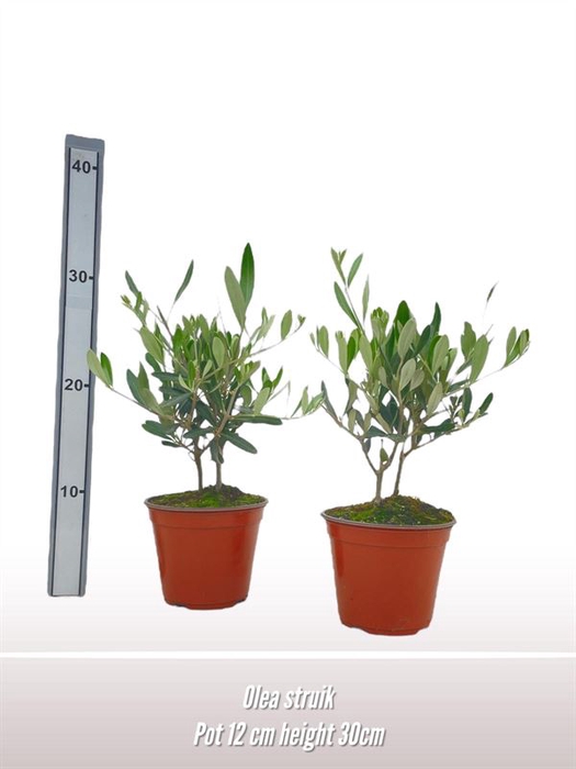 <h4>Olea struik</h4>