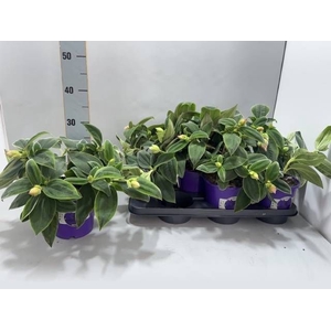 TIBOUCHINA RICH BLUE