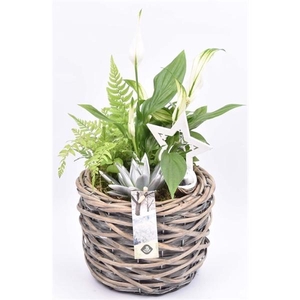 Wilg mand grijs 18cm