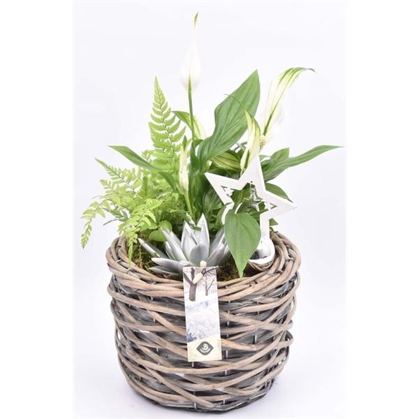 <h4>Wilg mand grijs 18cm</h4>