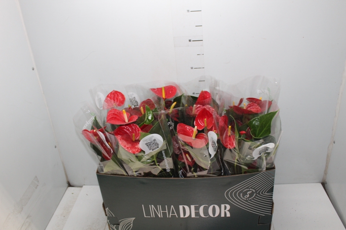 <h4>ANTHURIUM RED SUCCESS P15 PREMIUM</h4>