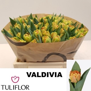 TU DU VALDIVIA