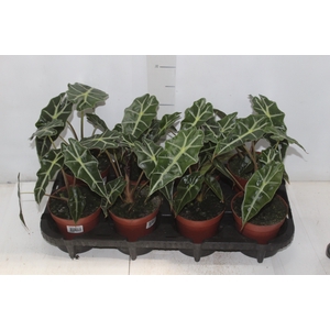 ALOCASIA POLLY P12