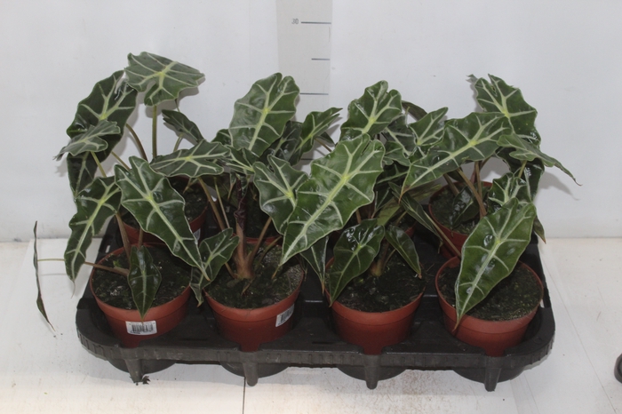 <h4>ALOCASIA POLLY P12</h4>