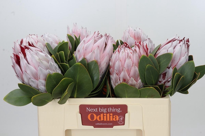 Protea Cynaroides