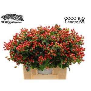 Hyp Coco Rio