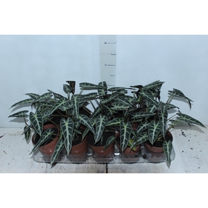 ALOCASIA PICOLLINI P12