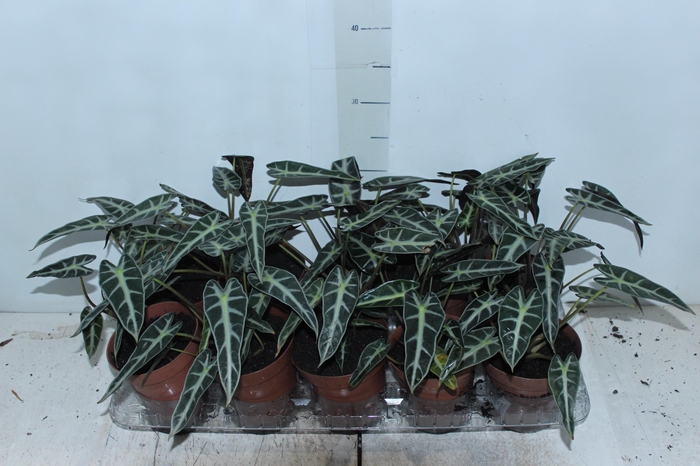<h4>ALOCASIA PICOLLINI P12</h4>