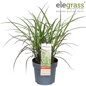 Miscanthus sinensis 'Malepartus' P23