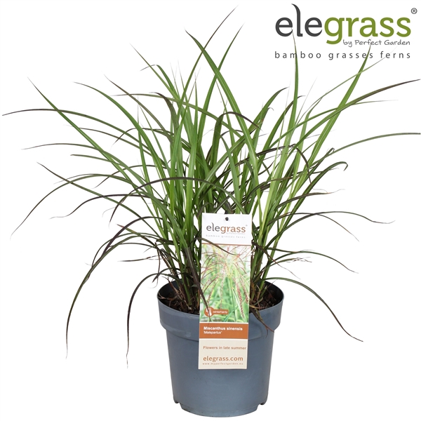<h4>Miscanthus sinensis 'Malepartus' P23</h4>