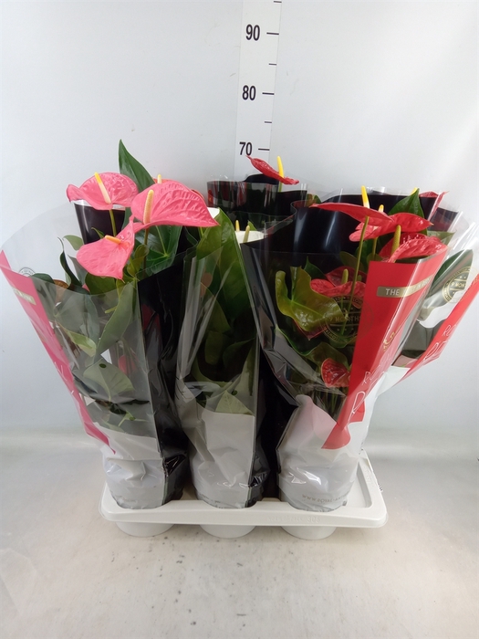 <h4>Anthurium   ...mix</h4>