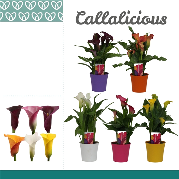 <h4>Zantedeschia Mix in Ompot Linge</h4>