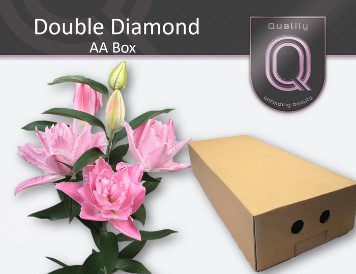 <h4>LI OR DU DOU DIAMOND AA doos 4+</h4>