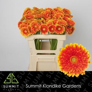 GERBERA MI 'FRANKY'