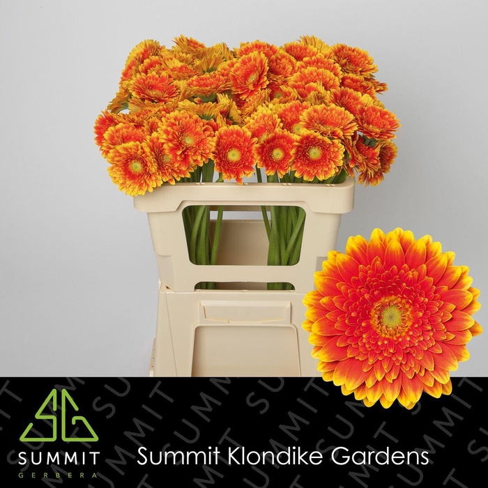 <h4>GERBERA MI 'FRANKY'</h4>