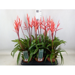 Vriesea  'Elan'
