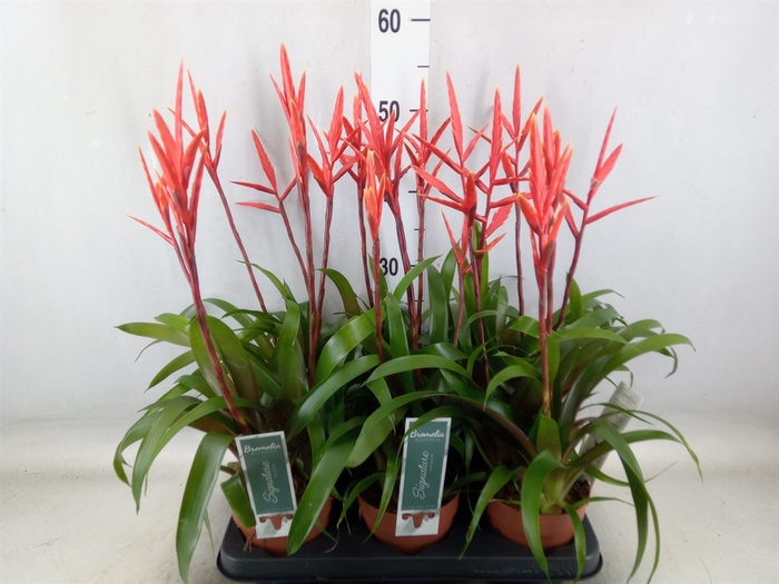 <h4>Vriesea  'Elan'</h4>