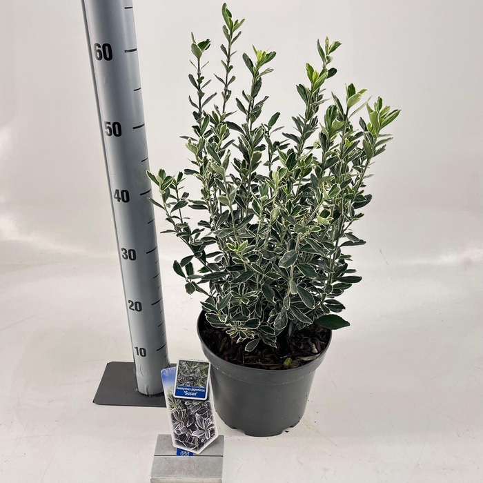 <h4>Euonymus japonicus Susan</h4>