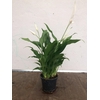 SPATHIPHYLLUM WALLISII p12