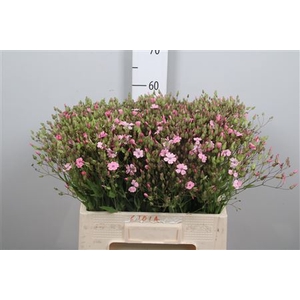 Saponaria Pink