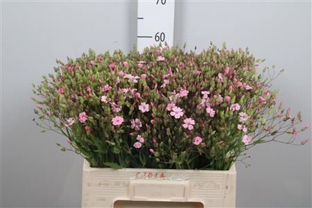<h4>Saponaria Pink</h4>