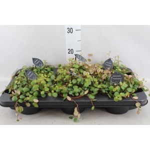 Peperomia  'Pepperspot'