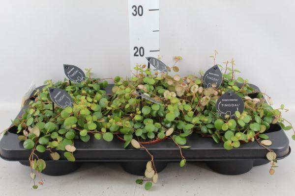 <h4>Peperomia  'Pepperspot'</h4>