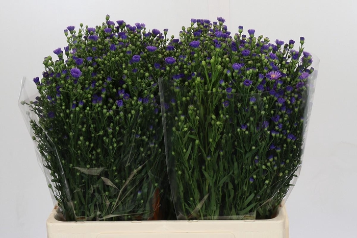 <h4>Aster Casamare</h4>