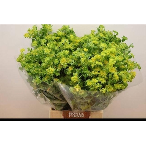 BUPLEURUM ROTUNDIFOL