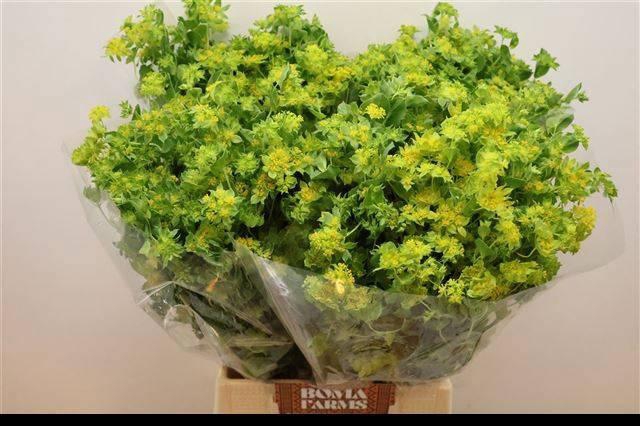 <h4>BUPLEURUM ROTUNDIFOL</h4>