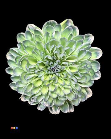 <h4>Chr T Altaj Polar Light</h4>