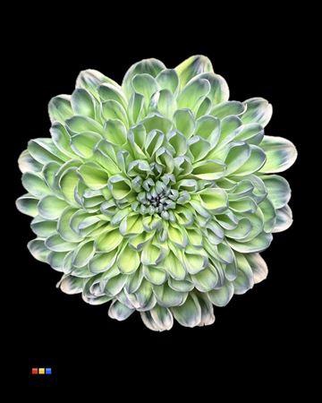 Chr T Altaj Polar Light