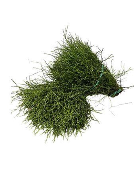 <h4>Heidelbeer (bag)</h4>