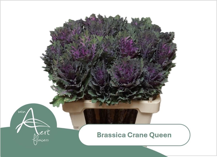 <h4>BRASS CRANE QUEEN</h4>