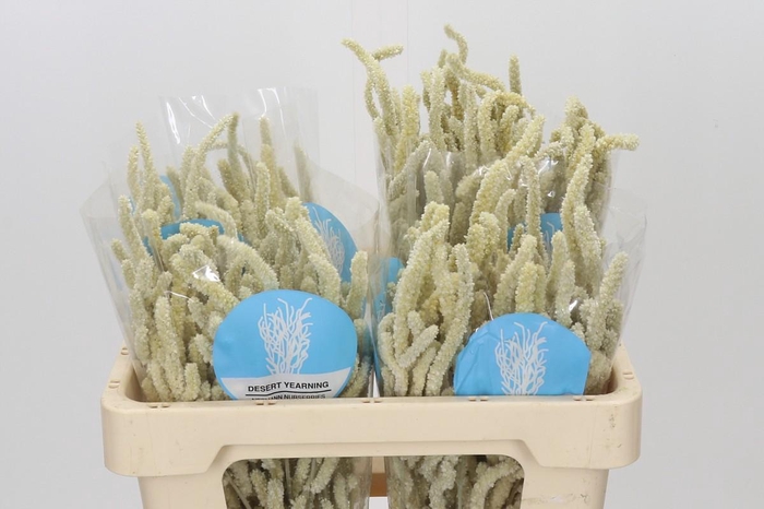 <h4>Amaranthus Yearming Desert</h4>
