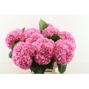 Hydr M Paradise 60-21