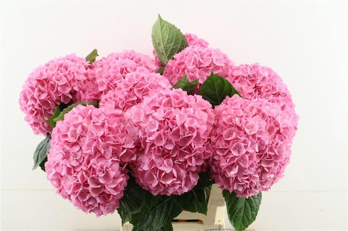 <h4>Hydr M Paradise 60-21</h4>