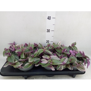 Tradescantia   ...