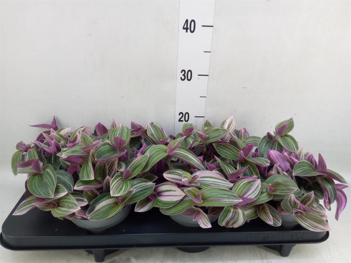 <h4>Tradescantia   ...</h4>